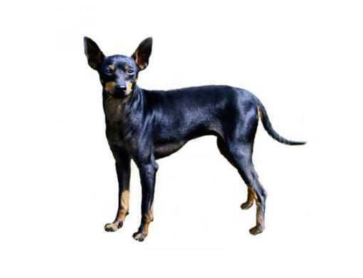 English toy terrier for sale best sale near me